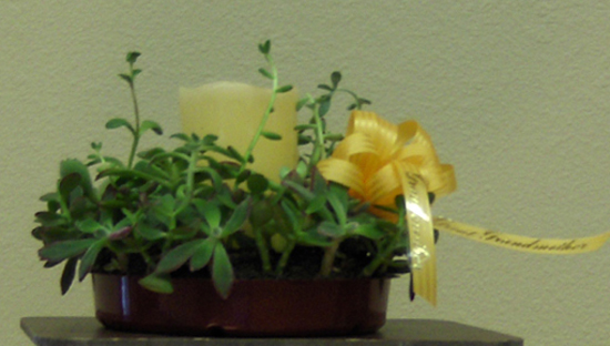 Flowers from "Grandma"  "Great-Grandma"