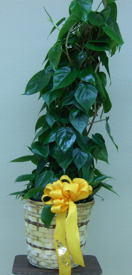 Flowers from The Bork Family