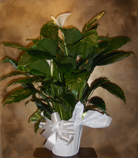 Flowers from Donna Enders, Diane Huber and Deb Olney
