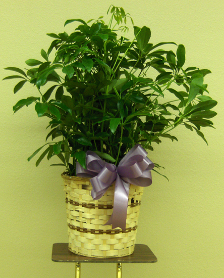 Flowers from Mike, Joni and Ashley Hunt, Jill & Andy Rankin, David & Katie Hunt and Family