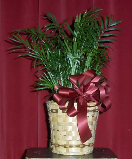 Flowers from First National Bank - Shaun, Sophie and Sherrie