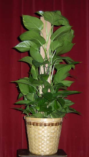 Flowers from Jeremy "Phil, Jeri & Jarek Anderson, Jerry Engelhaupt and Matt Donner