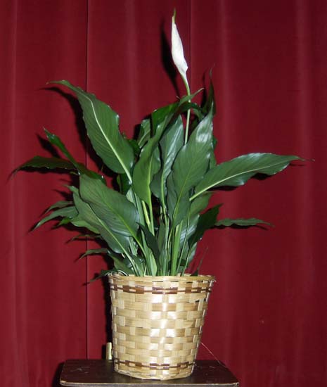 Flowers from TLC Committee and Board of Directors