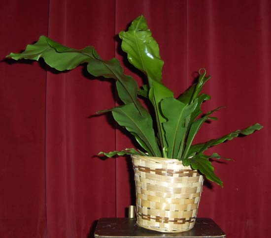 Flowers from TLC Committee and Board of Directors