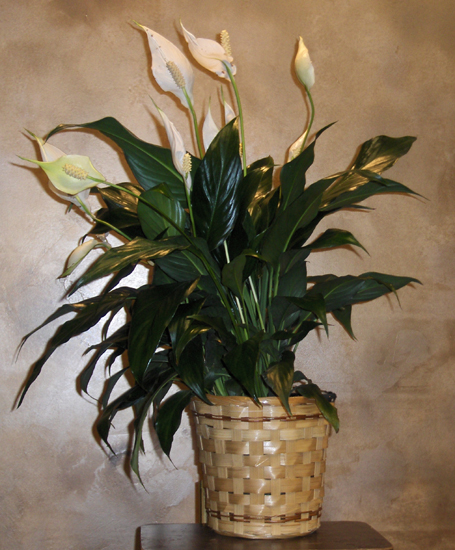 Flowers from Stulken, Peterson, Lingle, Walti & Jones
