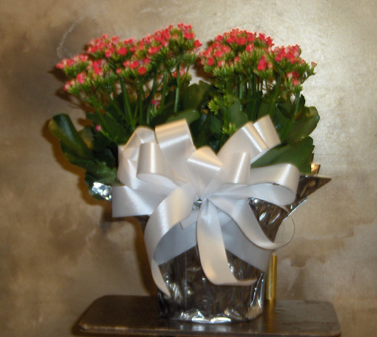 Flowers from Buster & Nancy