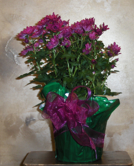 Flowers from Chris & Rocky Coyle and Family
