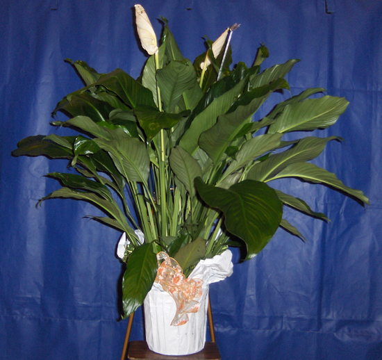 Flowers from Maurice & Cathie Handcock, Tucker & Family, Tyler, Abbi & Family