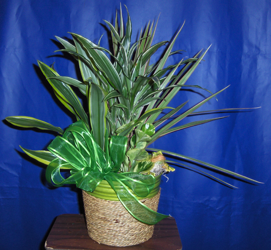Flowers from Wall Clinic Staff Medical Board of Directors