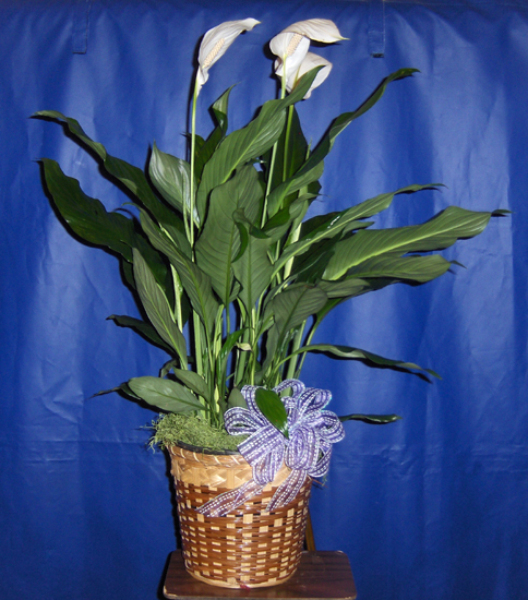 Flowers from Dennis Koch & Family