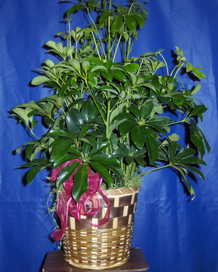 Flowers from Tom & Kristie Richter