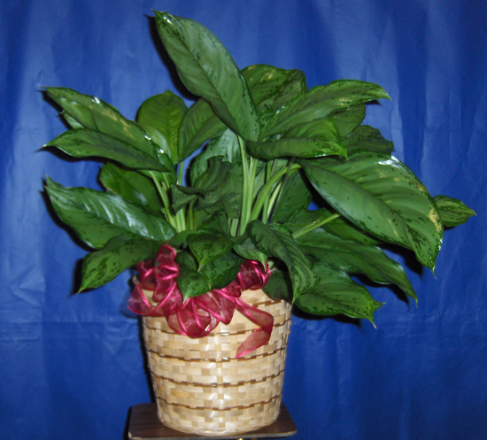 Flowers from Arlington High School Class of 1993