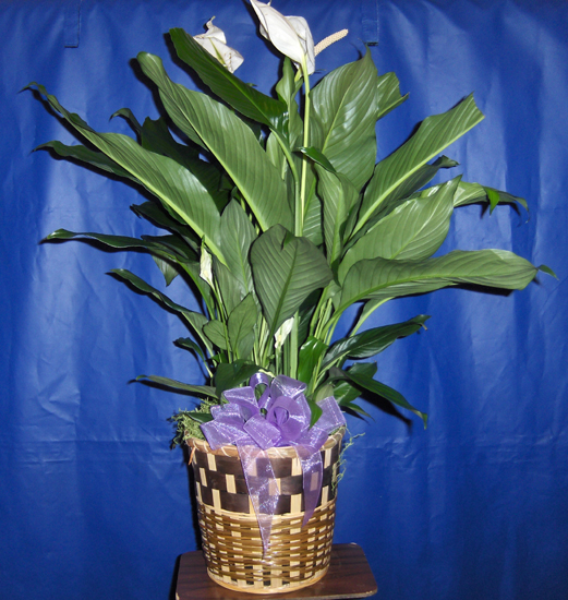Flowers from Joe & Kelsey Meier