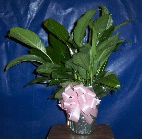 Flowers from Jayme & Gracie Murray and Family