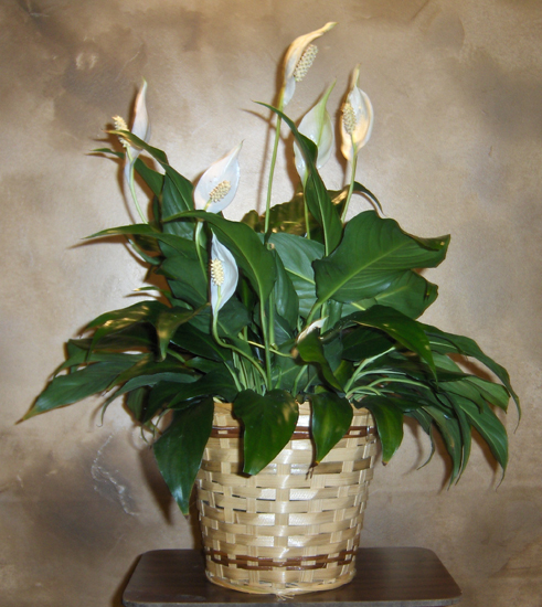 Flowers from FNB of Midland -Shaun, Sophie and Sherrie