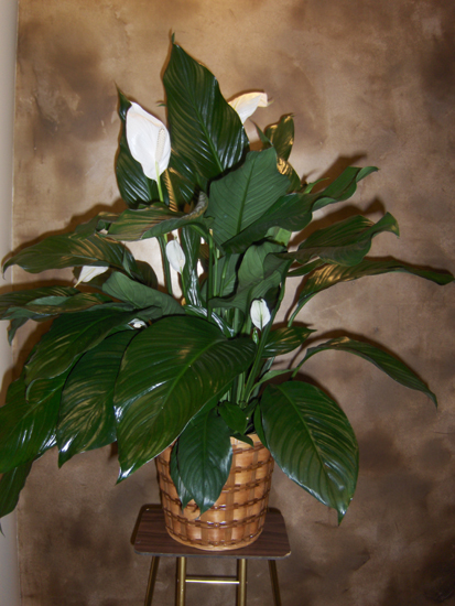 Flowers from Raleigh Mills