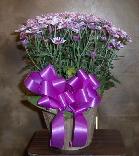 Flowers from Rock, Chris, William, Molly and Karlie