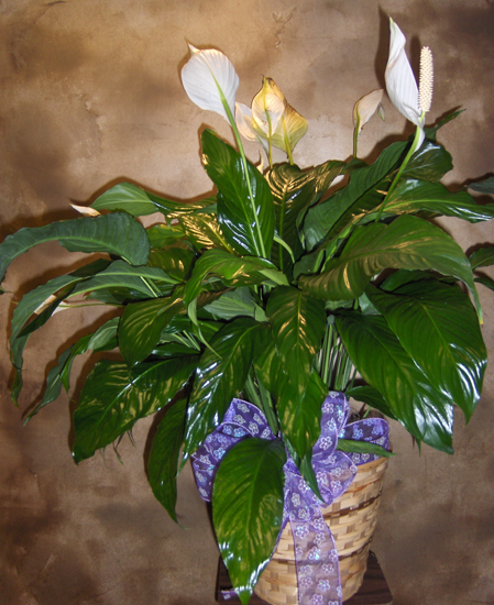 Flowers from Dave