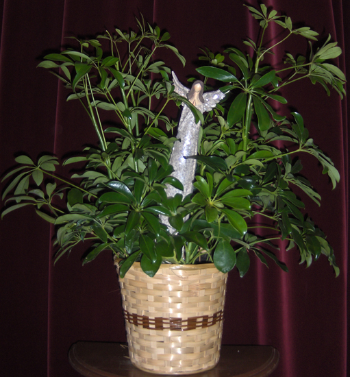 Flowers from Yvonne & Gary Fenenga