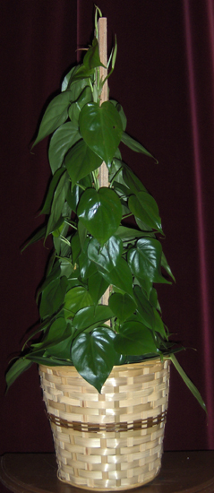 Flowers from Shannon Co. School District