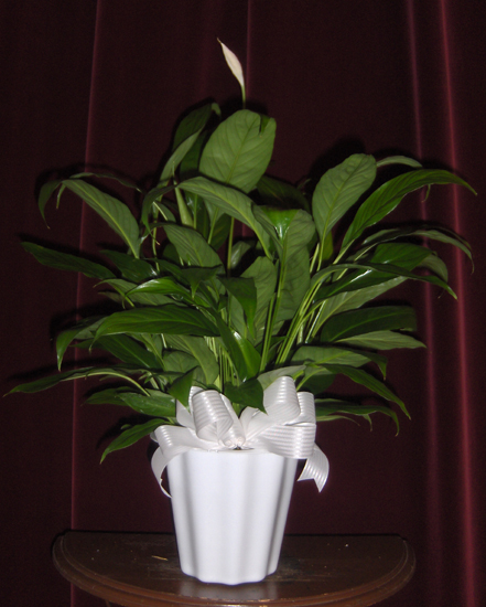 Flowers from Family Thrift Center