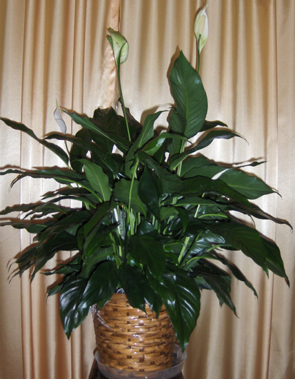 Flowers from Rapid City Regional Hospital Foundation