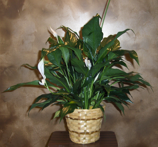 Flowers from Ingram Hardware - Pam & Jerry, Susan & Jack, Ron & Kyle