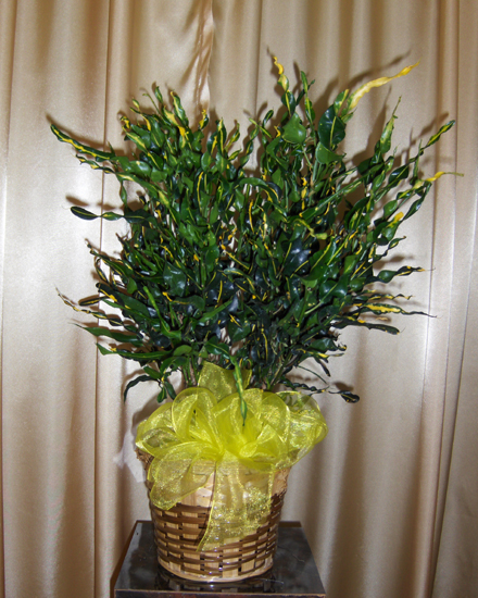 Flowers from Owen, Bonnie, Kassidy & Kwincy Ferguson - Tia, Tara, Tayta, Josh and Families