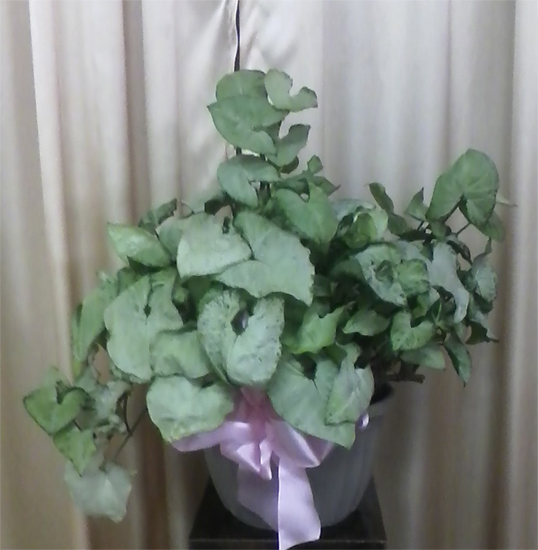 Flowers from Sauntee &Heidi Coller and Family