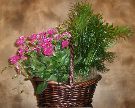 Flowers from New Generations Feeds