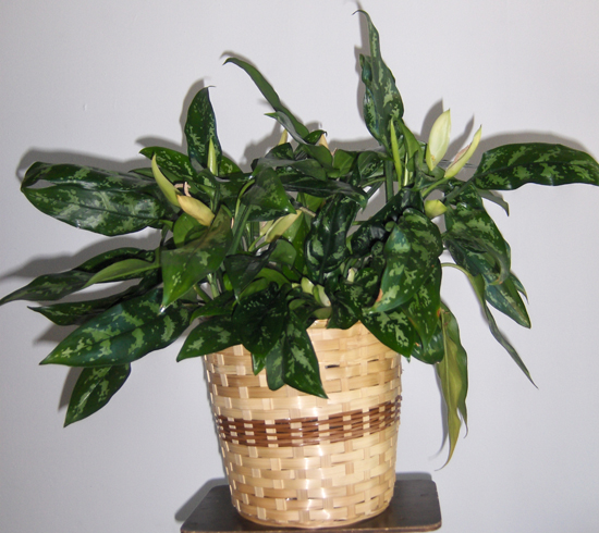 Flowers from Dakota Mill & Grain