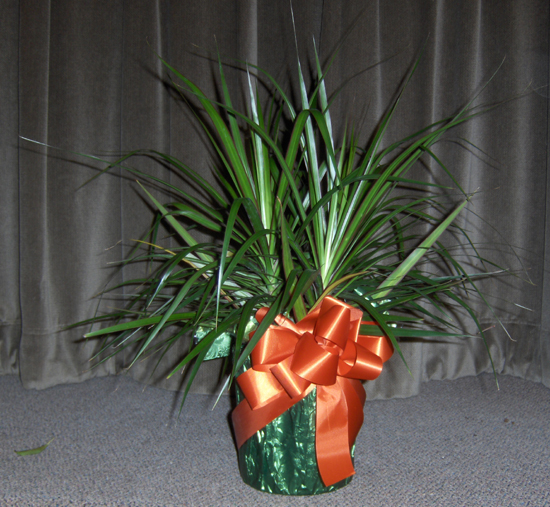 Flowers from The Sunshine Committee