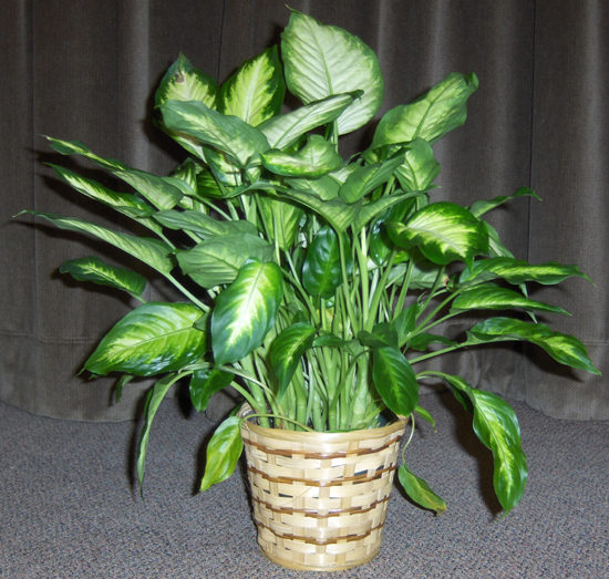 Flowers from Mellette County Courthouse Staff