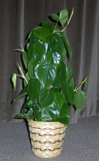 Flowers from Haakon-Jackson County 4-H Council