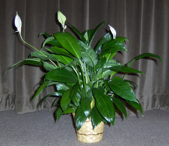 Flowers from Haakon Board of Education