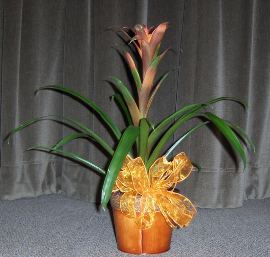 Flowers from Peggy Aby
