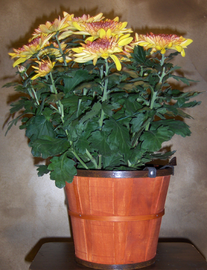 Flowers from Dan & Gayla Piroutek