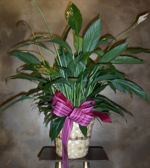 Flowers from Sharon, Donnie, Marcia & Family