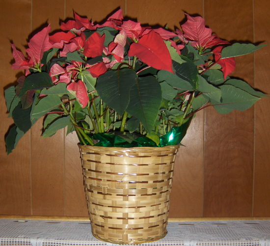 Flowers from Crystyl & Angie