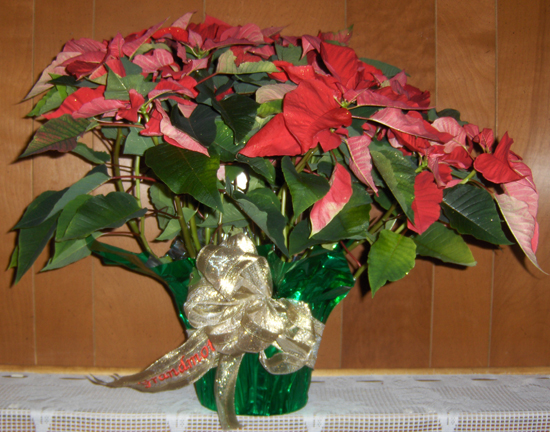 Flowers from "Grandmother"