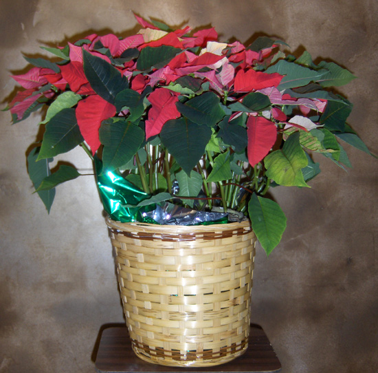 Flowers from Louis & Family; Lou Ann & Family; Jack, Bill & Family; Janet & Family