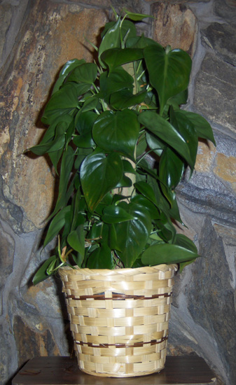 Flowers from Moses Building Center