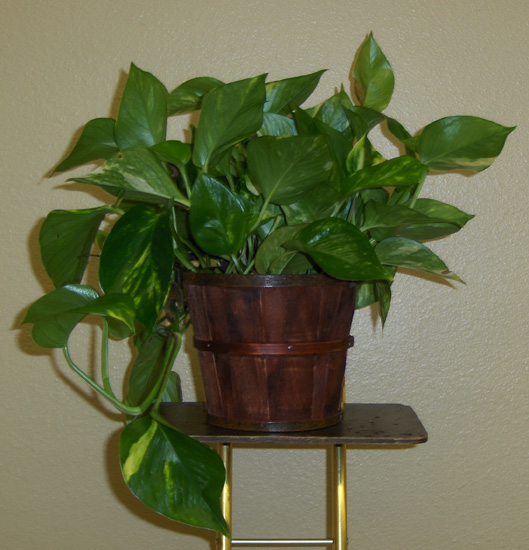 Flowers from Stulken, Petersen, Lingle, Walti & Jones, LLP
