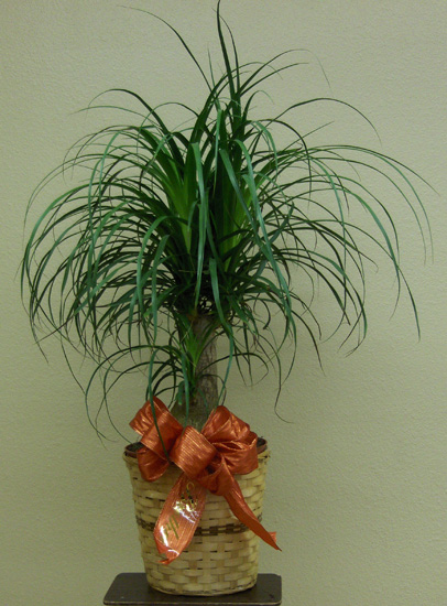 Flowers from David Hand Family