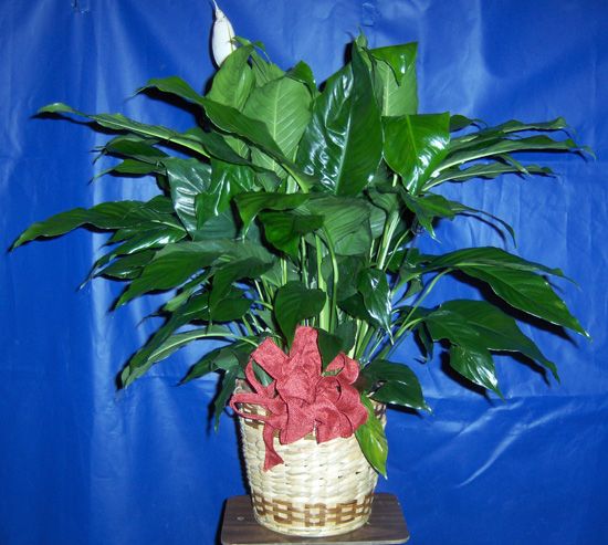 Flowers from Steve Kirby - Blue Stem Capital Team