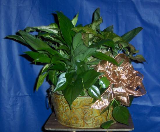 Flowers from Wall-Kadoka Gymnastics Team