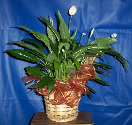 Flowers from Class of 2015 and Advisors