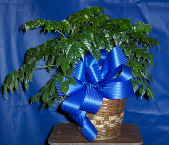 Flowers from Donnie and Judy Serbousek