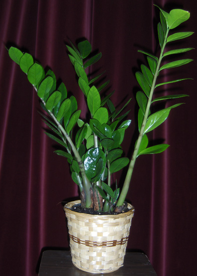 Flowers from Black Hills Association