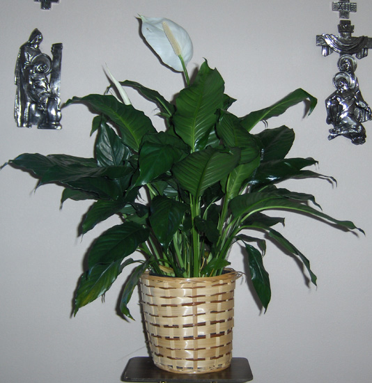 Flowers from Michael & Marcie